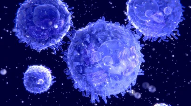 Removing the nuclear stress bodies resulted in a vast suppression of intron retention during stress recovery. (Photo: ANI) Removing the nuclear stress bodies resulted in a vast suppression of intron retention during stress recovery. (Photo: ANI)