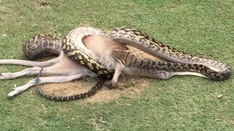 A a four-metre python was seen swallowing a wallaby in a golf course in Australia. (Photo: AFP) A a four-metre python was seen swallowing a wallaby in a golf course in Australia. (Photo: AFP)