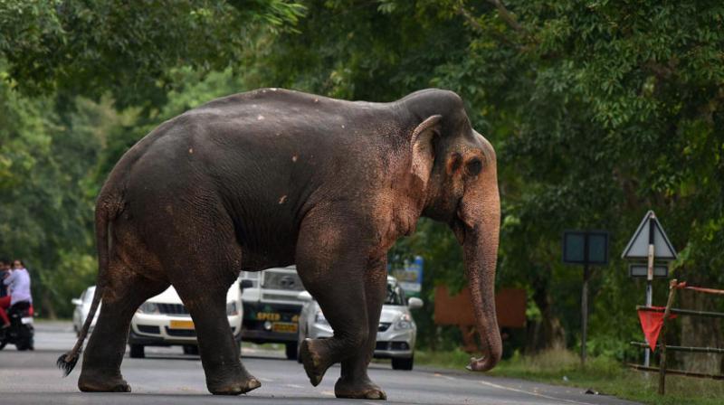 Jharkhand's chief forest and wildlife conservator LR Singh said the decision to kill the animal was made after a team failed to tranquilise and capture the elephant during a week-long mission. (Photo: PTI/Representational) Jharkhand's chief forest and wildlife conservator LR Singh said the decision to kill the animal was made after a team failed to tranquilise and capture the elephant during a week-long mission. (Photo: PTI/Representational)