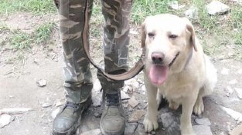 Following the cue from the dog, the troops began searching and found the man trapped in the debris of the landslide which had occurred the previous night. (Photo: ANI) Following the cue from the dog, the troops began searching and found the man trapped in the debris of the landslide which had occurred the previous night. (Photo: ANI)