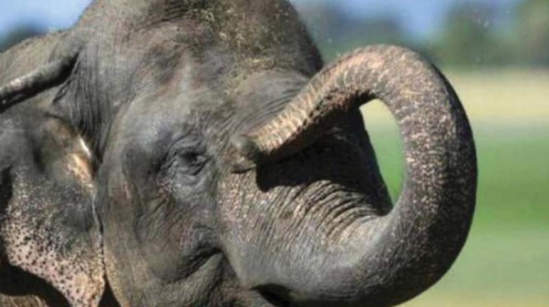 Around 100 elephants moved out of the Bannarghatta wild life sanctuary around three months ago and entered the Krishnagiri district’s forest region via Jawalagiri here. (Representational picture) Around 100 elephants moved out of the Bannarghatta wild life sanctuary around three months ago and entered the Krishnagiri district’s forest region via Jawalagiri here. (Representational picture)