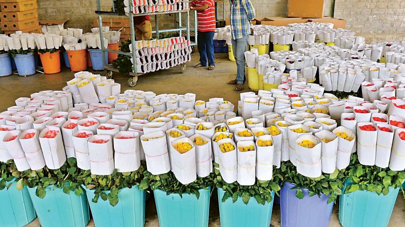 The Indian diaspora too buys a lot of cut roses during Diwali, Dussehra, Ganesh Chaturthi and also during Indian weddings held overseas. The Indian diaspora too buys a lot of cut roses during Diwali, Dussehra, Ganesh Chaturthi and also during Indian weddings held overseas.