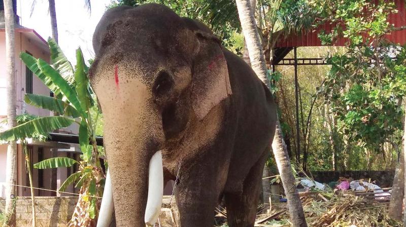 The forest department had banned the elephant from being paraded at events after it killed two persons at a private festival at Kottappadi near Guruvayur in February. The forest department had banned the elephant from being paraded at events after it killed two persons at a private festival at Kottappadi near Guruvayur in February.
