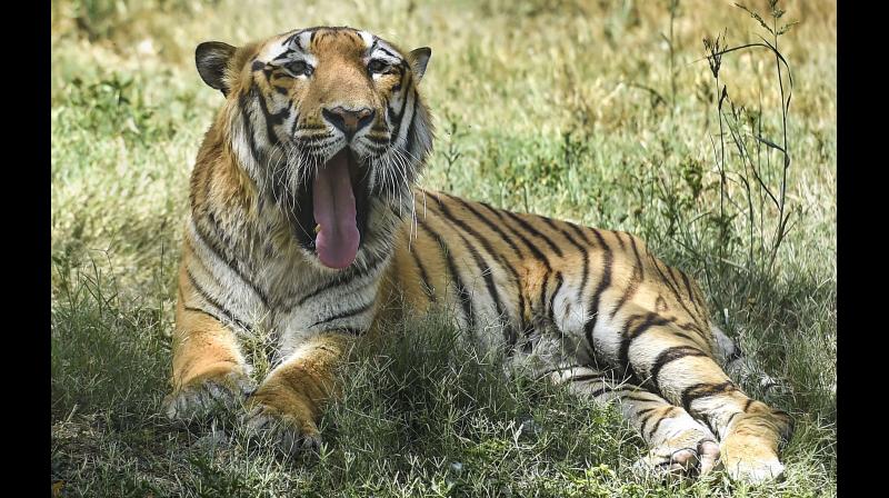 Given the threats, policies addressing conservation of wildlife and nature, and environmental issues must also find an apex position in political agendas. Representational Image (PTI) Given the threats, policies addressing conservation of wildlife and nature, and environmental issues must also find an apex position in political agendas. Representational Image (PTI)