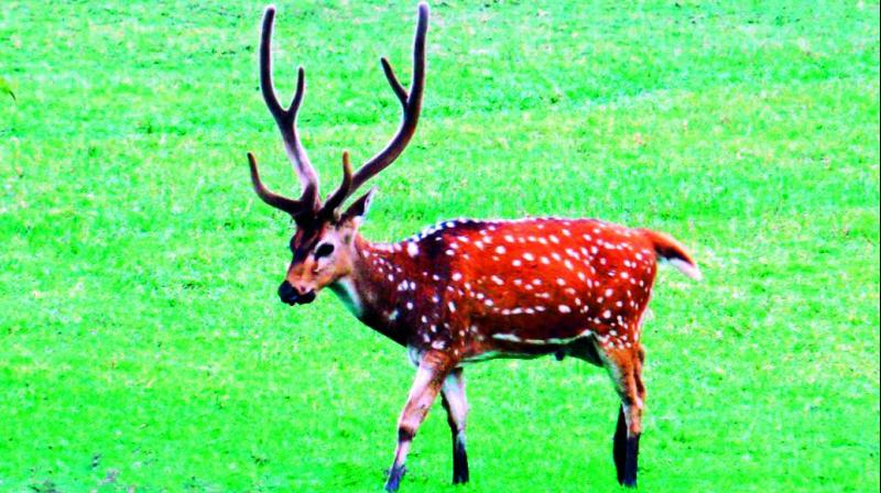 The ongoing forest animal census survey has once again brought to light the high poaching activity going on in the forests of north Telangana district. The ongoing forest animal census survey has once again brought to light the high poaching activity going on in the forests of north Telangana district.