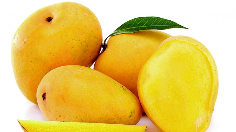 Raw or ripe and with their endless varieties they are indeed the king of fruits. Raw or ripe and with their endless varieties they are indeed the king of fruits.