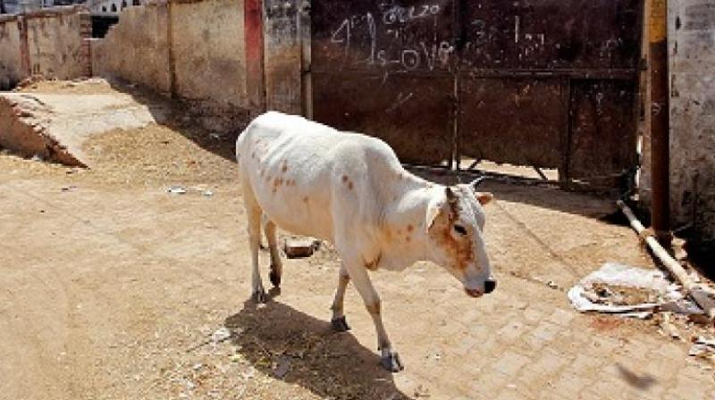 An FIR was lodged on Monday in connection with the incident that took place in Kasor village of Sojitra taluka. (Representational image) An FIR was lodged on Monday in connection with the incident that took place in Kasor village of Sojitra taluka. (Representational image)