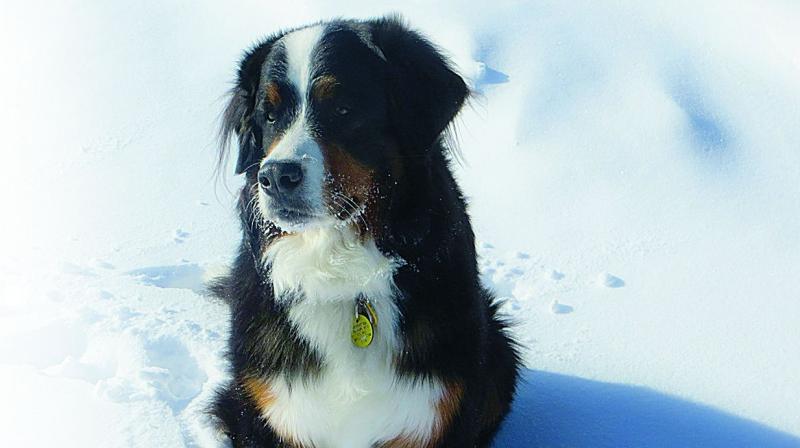 Jamil added that he would knock on the doors of all courts to get justice for his pet. (FIle Photo) Jamil added that he would knock on the doors of all courts to get justice for his pet. (FIle Photo)