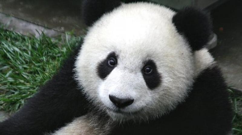 According to the China giant panda breeding technology committee, the population of captive giant pandas has reached 520 worldwide. (Photo: Pixabay) According to the China giant panda breeding technology committee, the population of captive giant pandas has reached 520 worldwide. (Photo: Pixabay)