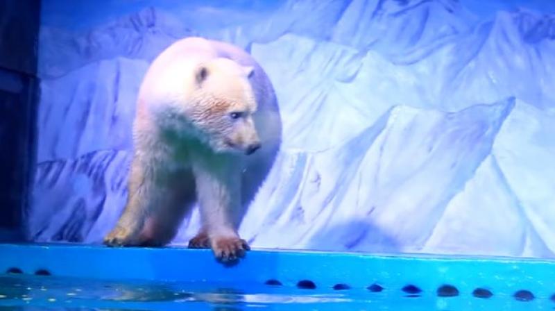 The footage showed the bear was in poor physical and mental condition. The footage showed the bear was in poor physical and mental condition.