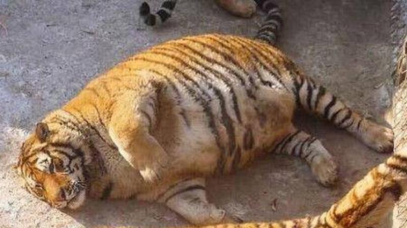 The staff says that tigers putting on weight in winter is a common thing (Photo: Facebook) The staff says that tigers putting on weight in winter is a common thing (Photo: Facebook)