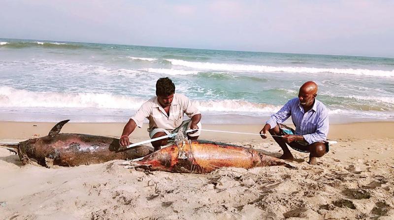 (Top) Rescue team members measure dead stranded dolphins. (Right) Green turtle stranded along Cuddalore Chinna Kuppam on Tuesday (Photo: DC) (Top) Rescue team members measure dead stranded dolphins. (Right) Green turtle stranded along Cuddalore Chinna Kuppam on Tuesday (Photo: DC)