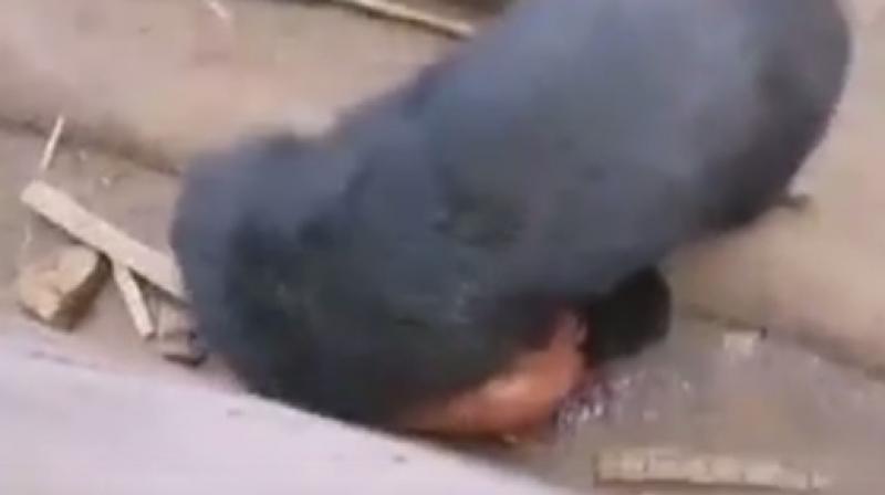 Man gets mauled by bear after teasing it with food. (Photo: Youtube) Man gets mauled by bear after teasing it with food. (Photo: Youtube)