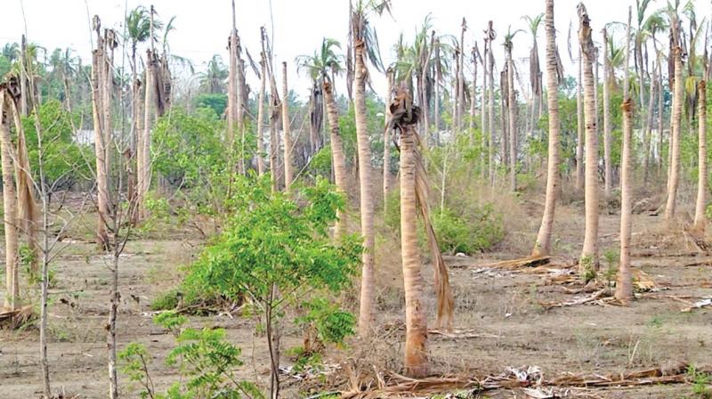 Coconut trees that have withered in a farm near Salem. (Photo: DC) Coconut trees that have withered in a farm near Salem. (Photo: DC)