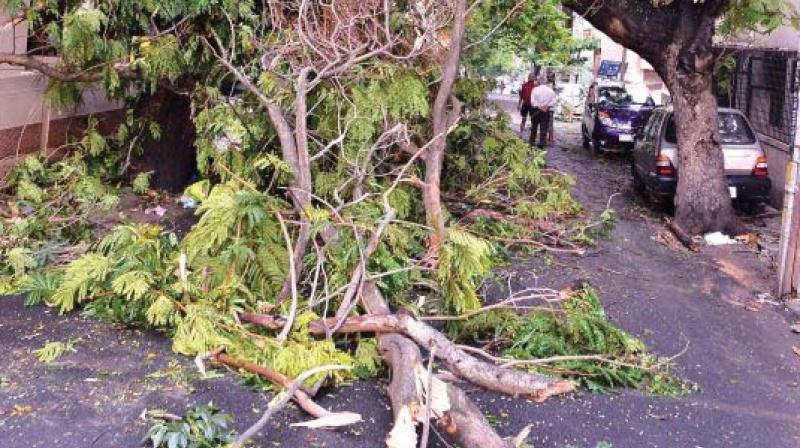 While pruning trees is a must for their health and people’s safety, the BBMP often comes in for brickbats for the manner in which it goes about this too People like Ms Jayamma of Hanumanthanagar have had enough and are demanding that the civic agency wake up. While pruning trees is a must for their health and people’s safety, the BBMP often comes in for brickbats for the manner in which it goes about this too People like Ms Jayamma of Hanumanthanagar have had enough and are demanding that the civic agency wake up.