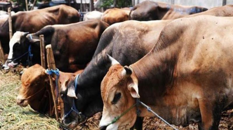 A raid was carried out based on information provided by the gram pradhan. (Representational Image) A raid was carried out based on information provided by the gram pradhan. (Representational Image)