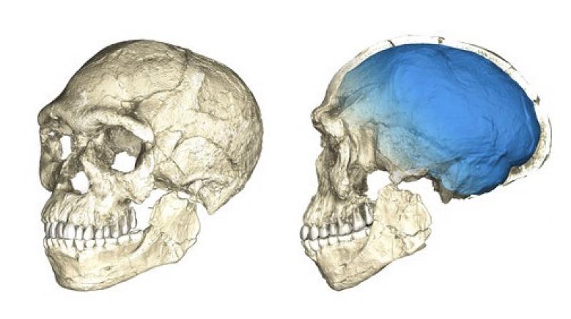 The Moroccan specimens were found between 2007 and 2011 and include a skull, a jaw and teeth, along with stone tools. The Moroccan specimens were found between 2007 and 2011 and include a skull, a jaw and teeth, along with stone tools.