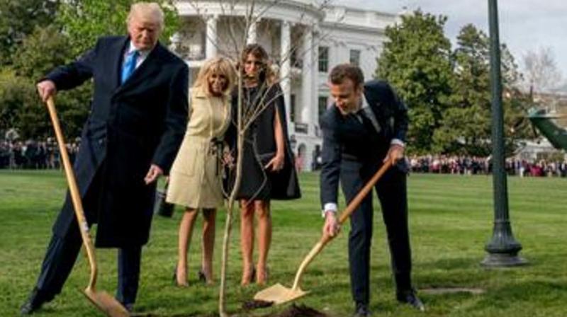 The French president offered the young oak to Trump on the occasion of a state visit to Washington in 2018, and the two shovelled dirt around it under the watchful eyes of their wives -- and cameras from around the world.(Photo: AP) The French president offered the young oak to Trump on the occasion of a state visit to Washington in 2018, and the two shovelled dirt around it under the watchful eyes of their wives -- and cameras from around the world.(Photo: AP)