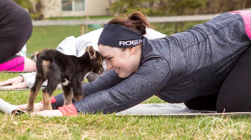 Goat yoga is gaining popularity. (All Photos: Facebook FARRM) Goat yoga is gaining popularity. (All Photos: Facebook FARRM)