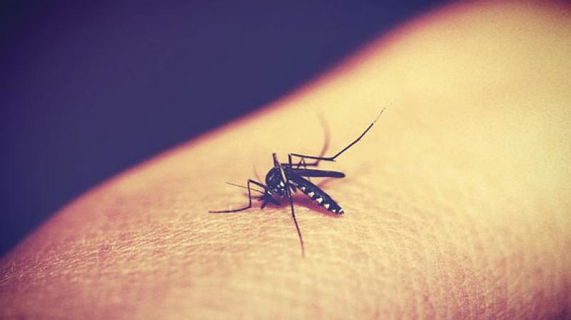 According to World Health Organization in 2015, malaria prevailed in 91 countries. (Photo: Pixabay) According to World Health Organization in 2015, malaria prevailed in 91 countries. (Photo: Pixabay)