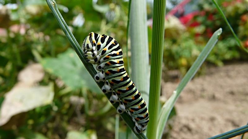 The caterpillar produces something that breaks the chemical bond in plastic. (Photo: Pixabay) The caterpillar produces something that breaks the chemical bond in plastic. (Photo: Pixabay)