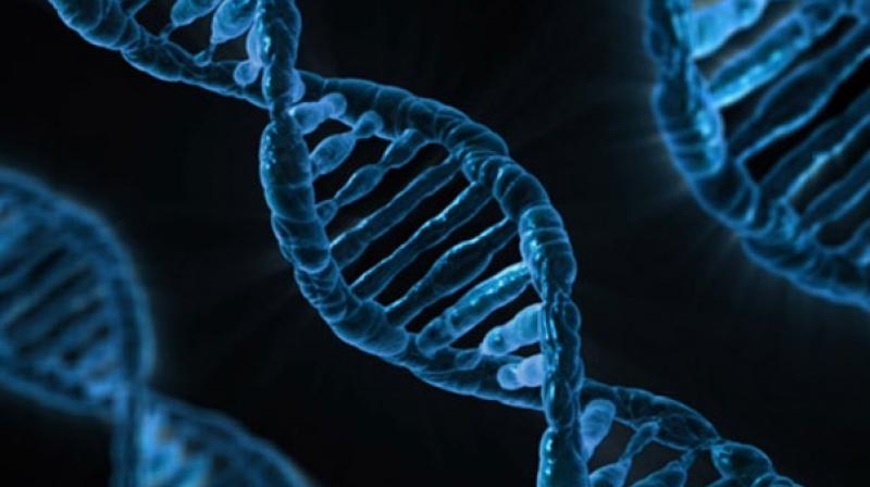 The DNA machines can relay discrete bits of information through space or amplify a signal. (Representational image) The DNA machines can relay discrete bits of information through space or amplify a signal. (Representational image)
