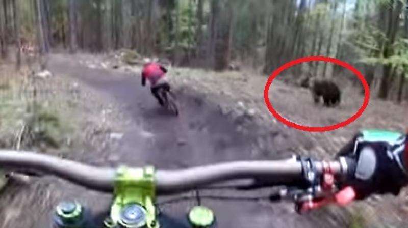 The bear changed its course midway and headed back into the jungle before anyone was hurt. (Photo: Youtube) The bear changed its course midway and headed back into the jungle before anyone was hurt. (Photo: Youtube)