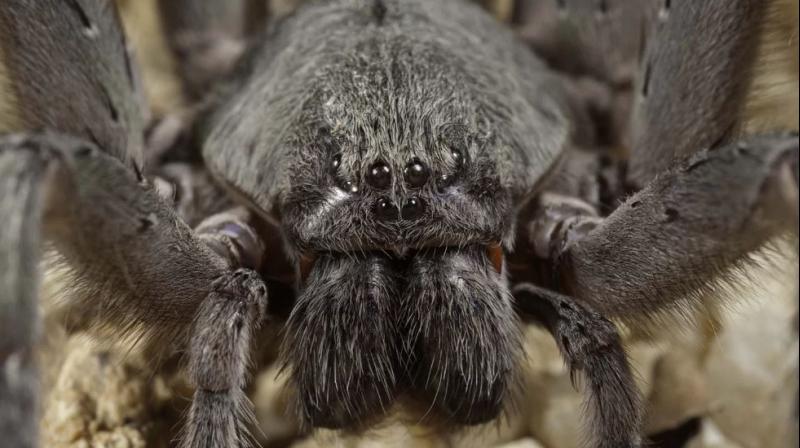 The research project was first initiated by Barbara York Main in 1974, who monitored the long-term spider population for over 42 years. (Photo: Pixabay) The research project was first initiated by Barbara York Main in 1974, who monitored the long-term spider population for over 42 years. (Photo: Pixabay)