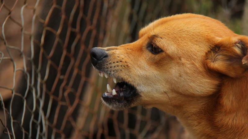 New study explains why bad dogs die young. (Photo: Pixabay) New study explains why bad dogs die young. (Photo: Pixabay)