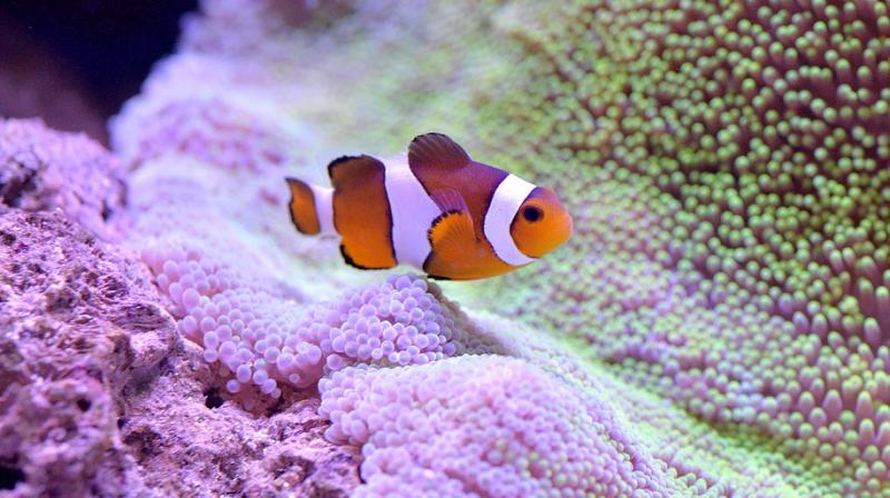 Researchers say colourful stripes of clownfish protect it from predators. (Photo: Pixabay) Researchers say colourful stripes of clownfish protect it from predators. (Photo: Pixabay)