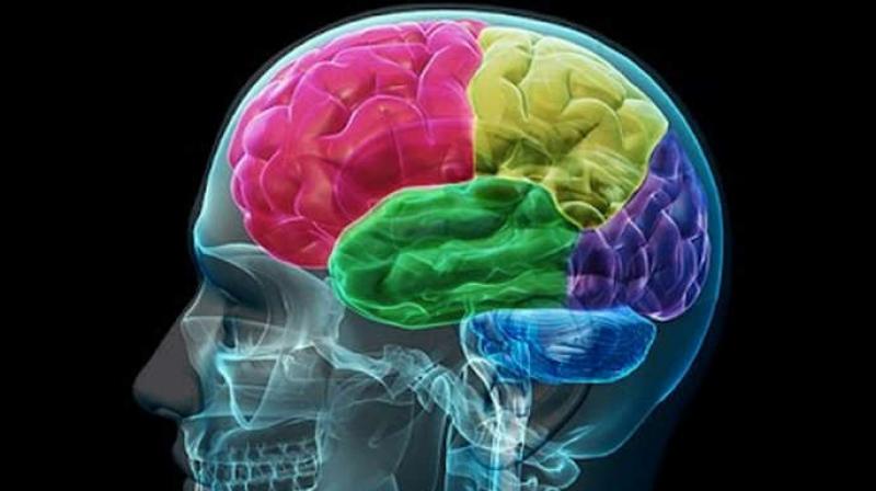 Understanding Brain Mechanisms Of >> Brain Regulates Social Behaviour Differently In Men Women Understanding Brain Mechanisms Of >> Brain Regulates Social Behaviour Differently In Men Women