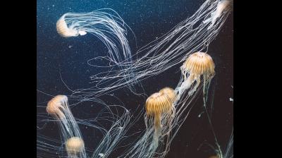 A representational picture of aquatic life (Image: Pexels.com)