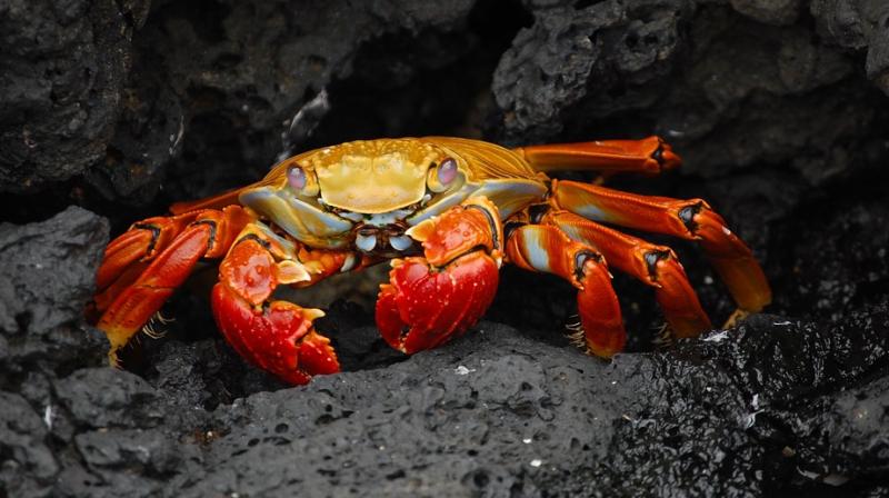 Researchers from the National University of Singapore discovered that the two crabs represent not only a new species, but also a new genus. (Representational Image: Pixabay) Researchers from the National University of Singapore discovered that the two crabs represent not only a new species, but also a new genus. (Representational Image: Pixabay)