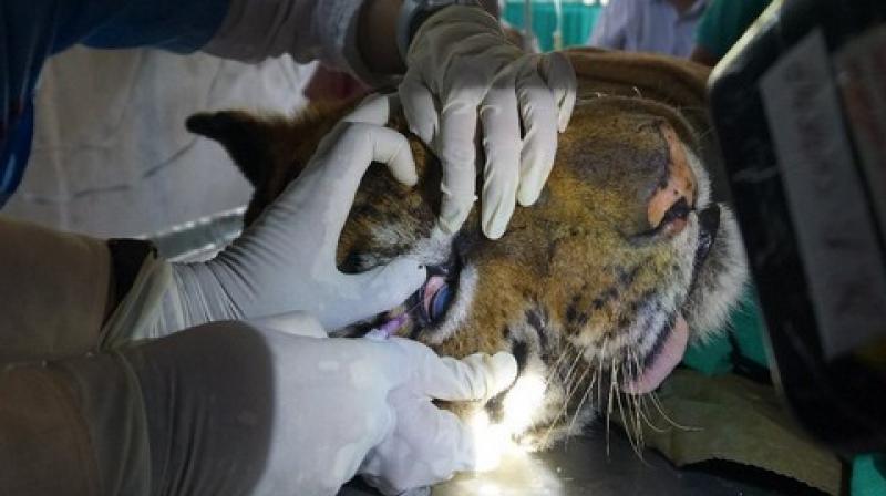 The forest staff was since then searching for the tigress and spotted its carcass in the Tadoba forest range. (Photo: Representational image) The forest staff was since then searching for the tigress and spotted its carcass in the Tadoba forest range. (Photo: Representational image)