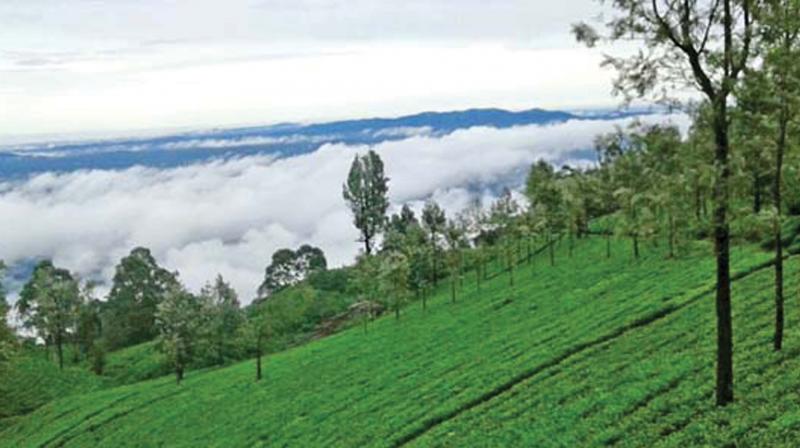 Nilgiri hills. (File pic) Nilgiri hills. (File pic)