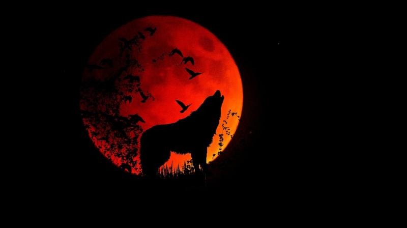 There has been no confirmation as to what the beast is or whether it is a new species entirely. (Photo: Pixabay) There has been no confirmation as to what the beast is or whether it is a new species entirely. (Photo: Pixabay)