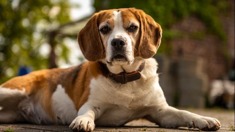 Last week The Queen is believed to have ridden to Windsor alongside Meghan's rescue dog. (Representational image/ Pixabay) Last week The Queen is believed to have ridden to Windsor alongside Meghan's rescue dog. (Representational image/ Pixabay)