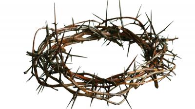 Here S How Christ S Crown Of Thorns Tree Could Help Tackle Climate Change