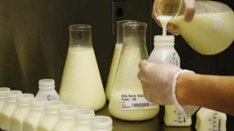 Cattle are fed with many steroids and hormonal injections to boost the delivery of milk production. Cattle are fed with many steroids and hormonal injections to boost the delivery of milk production.
