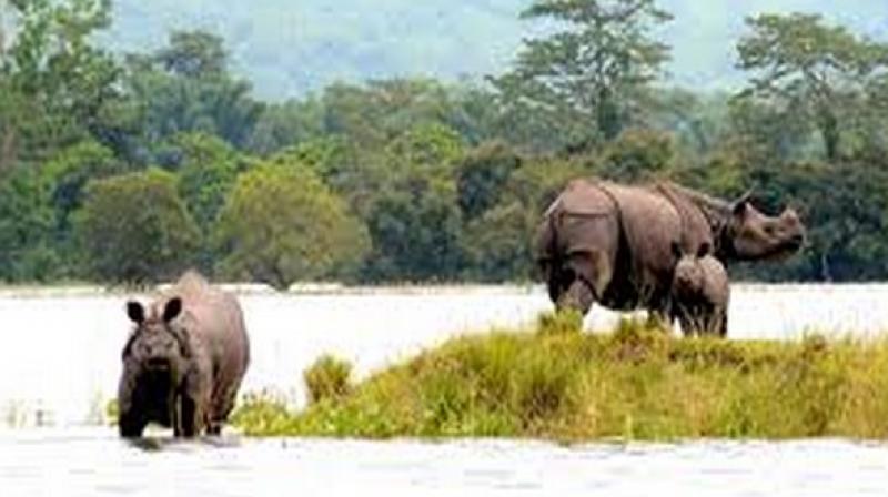 The forest department is fully alert on the National Highway (NH) 37 in order to avoid any poaching chances by hunters. This highway starts from Sutarakandi near Karimganj in Assam and terminates at Bhali in Manipur. (Photo: Representational I ANI) The forest department is fully alert on the National Highway (NH) 37 in order to avoid any poaching chances by hunters. This highway starts from Sutarakandi near Karimganj in Assam and terminates at Bhali in Manipur. (Photo: Representational I ANI)