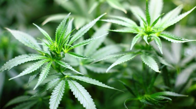 Cannabis users also needed 14 per cent more of the analgesic fentanyl and 20 per cent more of the sedative midazolam. (Photo: Representational/Pixabay) Cannabis users also needed 14 per cent more of the analgesic fentanyl and 20 per cent more of the sedative midazolam. (Photo: Representational/Pixabay)