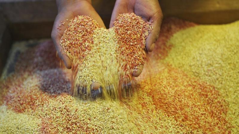 Global consumption of quinoa remains incidental compared to wheat, rice, barley or corn, but scientists say the low maintenance, healthy crop could help feed the world. (Photo: AFP) Global consumption of quinoa remains incidental compared to wheat, rice, barley or corn, but scientists say the low maintenance, healthy crop could help feed the world. (Photo: AFP)