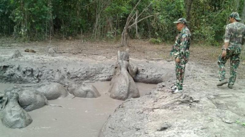 Patrolling rangers chanced upon the struggling herd in a national park east of Bangkok on Wednesday afternoon, park superintendent Prawatsart Chantheap told AFP. (Photo: AFP) Patrolling rangers chanced upon the struggling herd in a national park east of Bangkok on Wednesday afternoon, park superintendent Prawatsart Chantheap told AFP. (Photo: AFP)