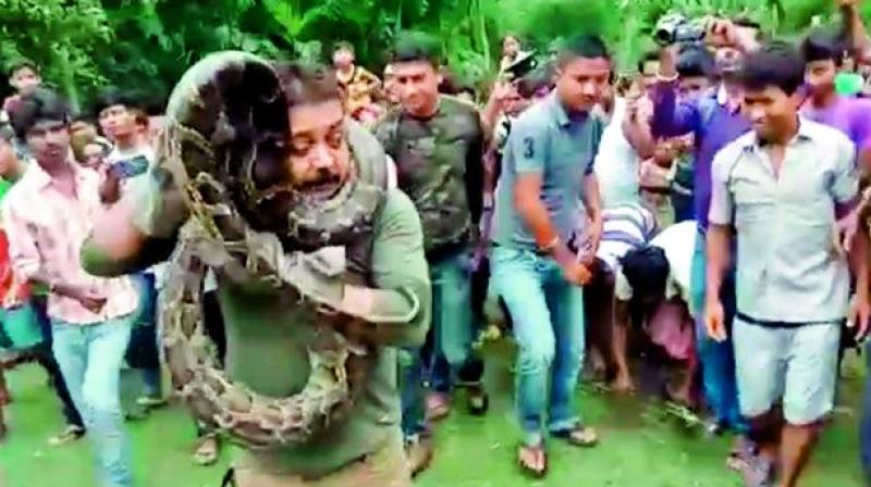 Swayed by the power of the selfie, the forest official grabbed the snake by its neck with his right hand and slung it around his neck. — Agencies Swayed by the power of the selfie, the forest official grabbed the snake by its neck with his right hand and slung it around his neck. — Agencies
