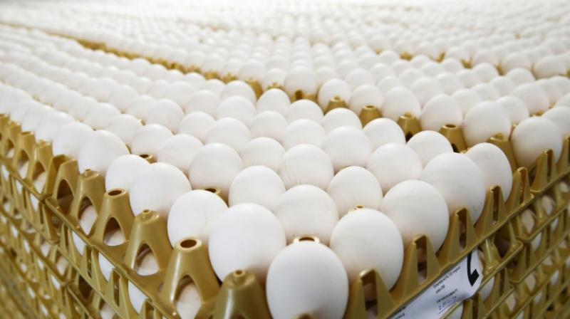 Millions of eggs have been pulled from supermarket shelves across Europe and dozens of poultry farms closed since the discovery of fipronil, which can harm human health. (Photo: Representational/AFP) Millions of eggs have been pulled from supermarket shelves across Europe and dozens of poultry farms closed since the discovery of fipronil, which can harm human health. (Photo: Representational/AFP)