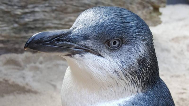 Timmy is a naught penguin at the National Aquarium of New Zealand. (Photo: Facebook / National Aquarium of New Zealand) Timmy is a naught penguin at the National Aquarium of New Zealand. (Photo: Facebook / National Aquarium of New Zealand)
