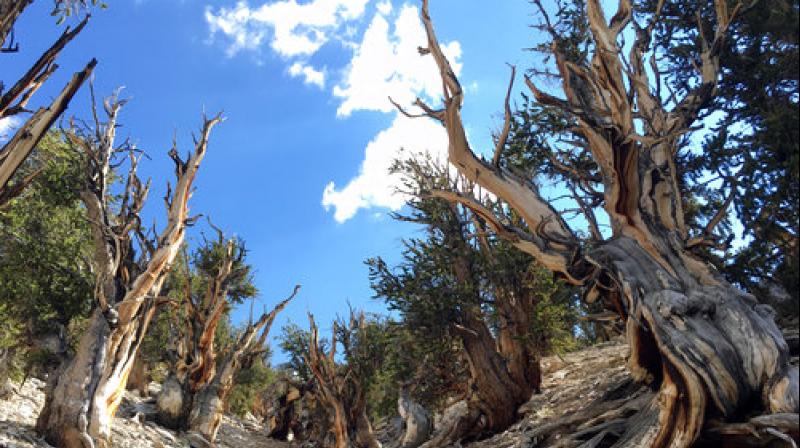 This July 11, 2017, photo shows gnarled, bristlecone pine trees in the White Mountains in east of Bishop, California. (Photo: AP) This July 11, 2017, photo shows gnarled, bristlecone pine trees in the White Mountains in east of Bishop, California. (Photo: AP)
