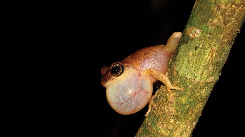 Green-eyed bush frog Green-eyed bush frog
