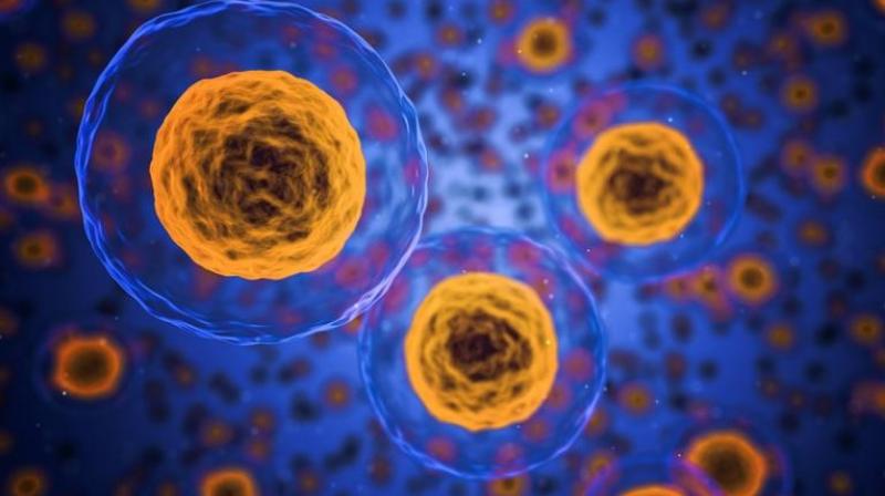 The white cells specialize in major cellular clean-up processes and are essential for tissue repair. (Photo: Pixabay)) The white cells specialize in major cellular clean-up processes and are essential for tissue repair. (Photo: Pixabay))