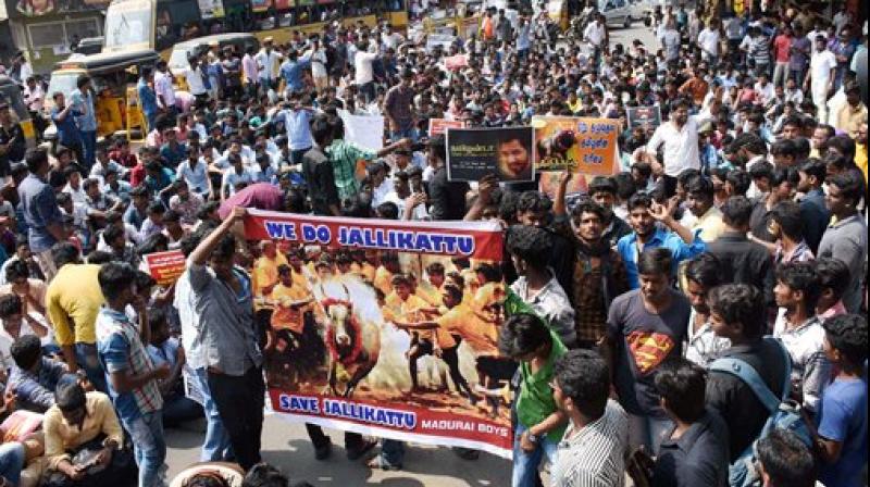 Hundreds of youths who have gathered from southern districts, participating in a protest demanding the Central government to lift the ban on Jallikattu. (Photo: PTI) Hundreds of youths who have gathered from southern districts, participating in a protest demanding the Central government to lift the ban on Jallikattu. (Photo: PTI)